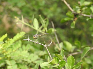 Golden Ringed Dragonfly. Dragon Fly in Rest, Dragonfly resting on a plant twig