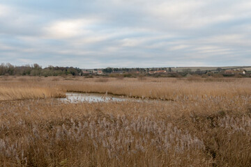 reeds in the wind