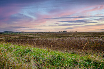 field of wheat