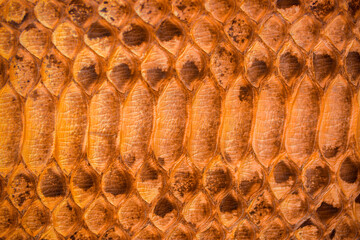 Skin reptile brown crocodile skin texture snake background close-up. Python scales closeup as...