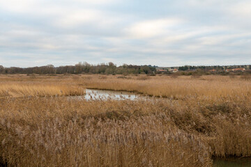 reeds in the water