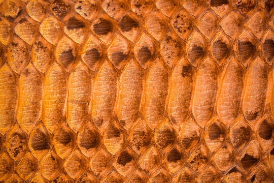 Skin reptile brown crocodile skin texture snake background close-up. Python scales closeup as background and texture.