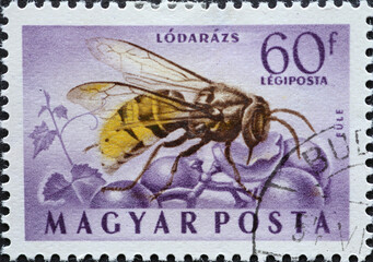 Hungary circa 1954: A post stamp printed in Hungary showing the insect: European Hornet (Vespa...