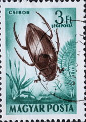 Hungary circa 1954: A post stamp printed in Hungary showing the insect: Great Diving Beetle...
