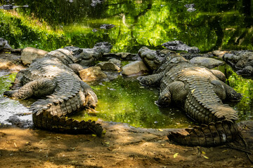 Mugger Or Marsh Crocodile Living At The Madras Crocodile Bank Trust and Centre for Herpetology, ECR Chennai, Tamilnadu, South India