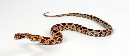 Corn snake // Kornnatter (Pantherophis guttatus)