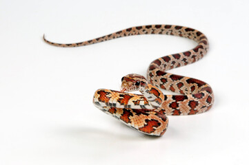 Kornnatter // Corn snake (Pantherophis guttatus)