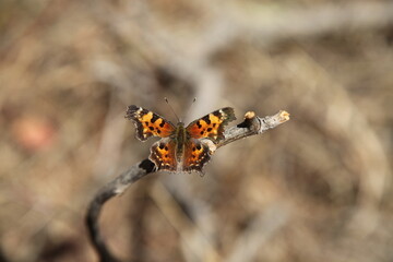 Green Comma (Polygonia faunus) orange butterfly in Beartooth Mountains, Montana