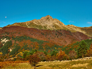 Selva Irati en Otoño