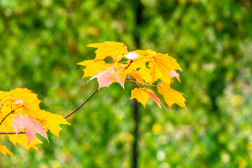 Autumn Orange/Red Maple Tree