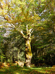 Fototapeta premium Selva Irati en Otoño