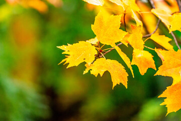 Autumn Orange/Red Maple Tree