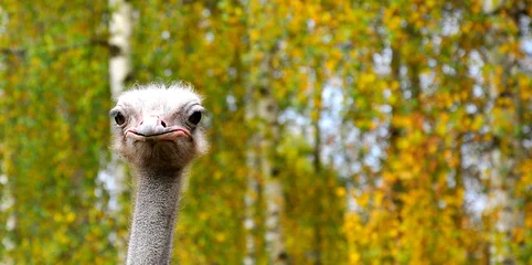 Fotobehang Ostrich bird head and neck portrait. Funny ostrich face. © konstantin