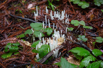 Cluster of Fairy Fingers surrounded by green leaves and fir tree debris growing on the forest floor in the California Redwoods in autumn