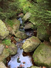 Bach im Harz