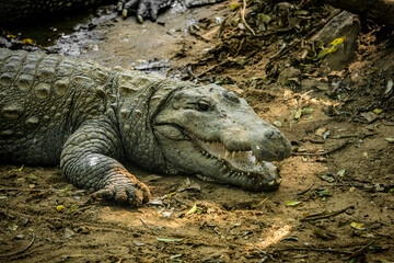 Mugger Or Marsh Crocodile Living At The Madras Crocodile Bank Trust and Centre for Herpetology, ECR Chennai, Tamilnadu, South India