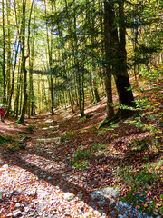 Selva de Irati en Otoño