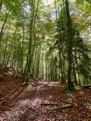 Selva de Irati en Otoño