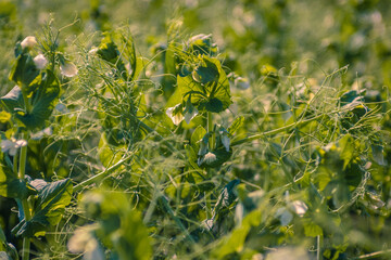 Closeup of field peas