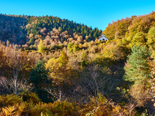 Fototapeta premium Selva de Irati en Otoño