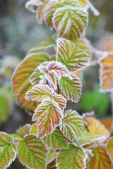 Autumn leaves on a branch in frost needles in the morning.