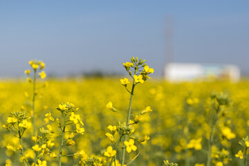 Obraz premium Closeup of canola plant with small yellow flowers