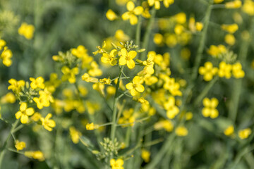 Obraz premium Closeup of canola plant flowers