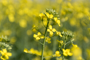 Macro view of flowers on canola plant
