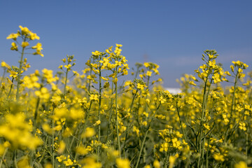 Closeup of flowering canola plants