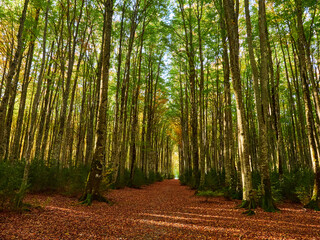 Selva de Irati en Otoño