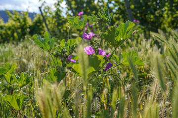 Gartenblumen