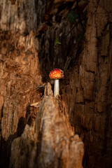 mushrooms on a tree