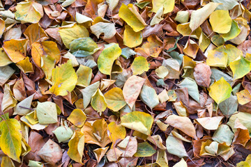 autumn leaves in yellow and green tones. autumn background