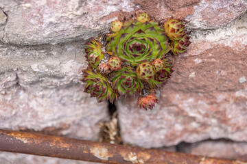 Steinblumen an der Sandsteinmauer