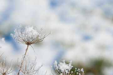 Schneekristalle auf einer Blüte vom Engelwurz
