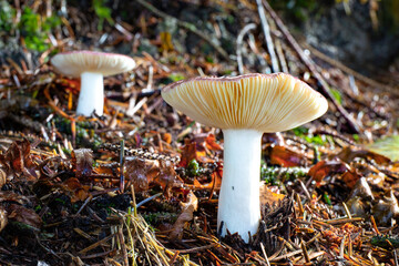 Two large russula mushrooms in forest duff on the Oregon Coast