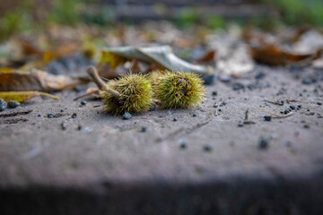 Edelkastanie auf Stein im Wald