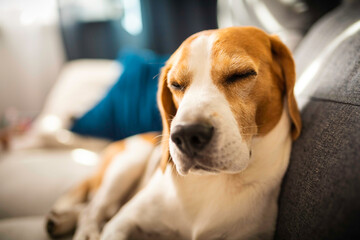 Young brown dog sleeping on a sofa - cute pet photography - beagle dog relaxed in the house