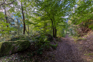 Waldweg im Pfälzer Wald
