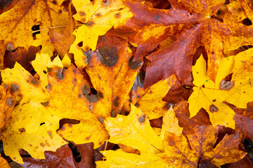 Several multicolored autumn maple leaves on the ground from above