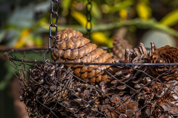 Tannenzapfen im K&ouml;rbchen