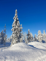 Schneebedeckte Tannen vor blauem Himmel in Finnland Lappland Muonio