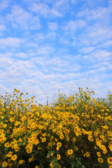 Obraz premium field of bright and fragrant yellow chrysanthemum flowers against background of blue sky with white clouds beautifully adorned. Chrysanthemum flowers are commonly grown to be used as herbal teas.