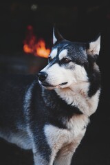 Siberian Husky with a background where a fire is burning