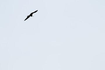 Seagull flying away on the sky
