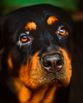 Dog face