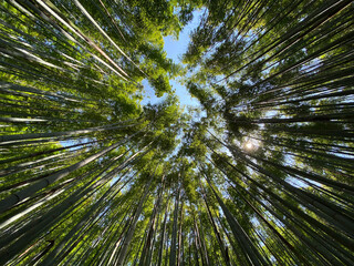 Boseong bamboo forest, South Korea