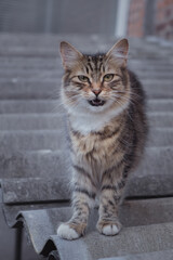 Naklejka na ściany i meble Young cat standing on the slate in summer town backyard