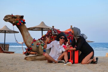 Tourist girls are looking closely at the phone, near the camel.