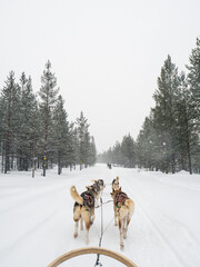 Husky sledding experience in the snowy forests of Ivalo in Finnish Lapland 